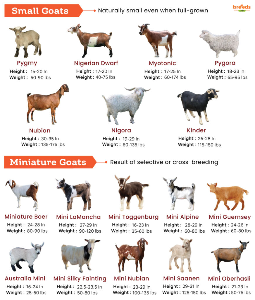 Small and Miniature Goats