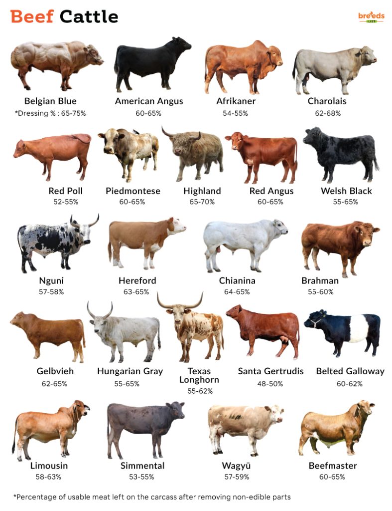 List Of Beef Cattle Breeds With Pictures