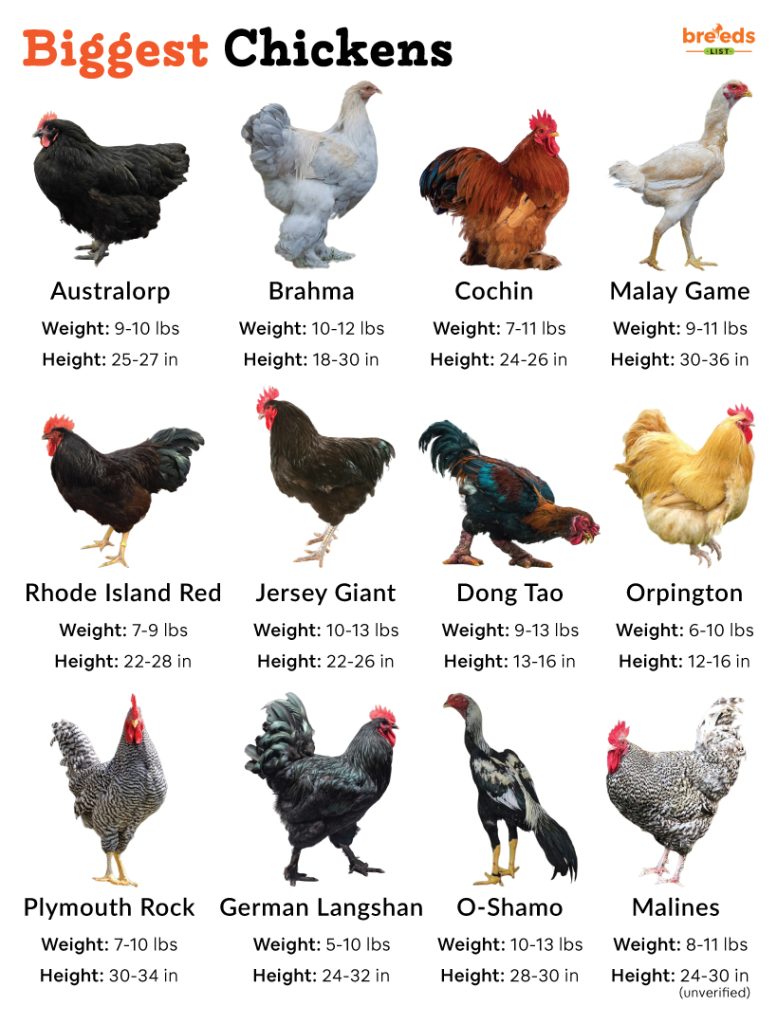 Big Chickens