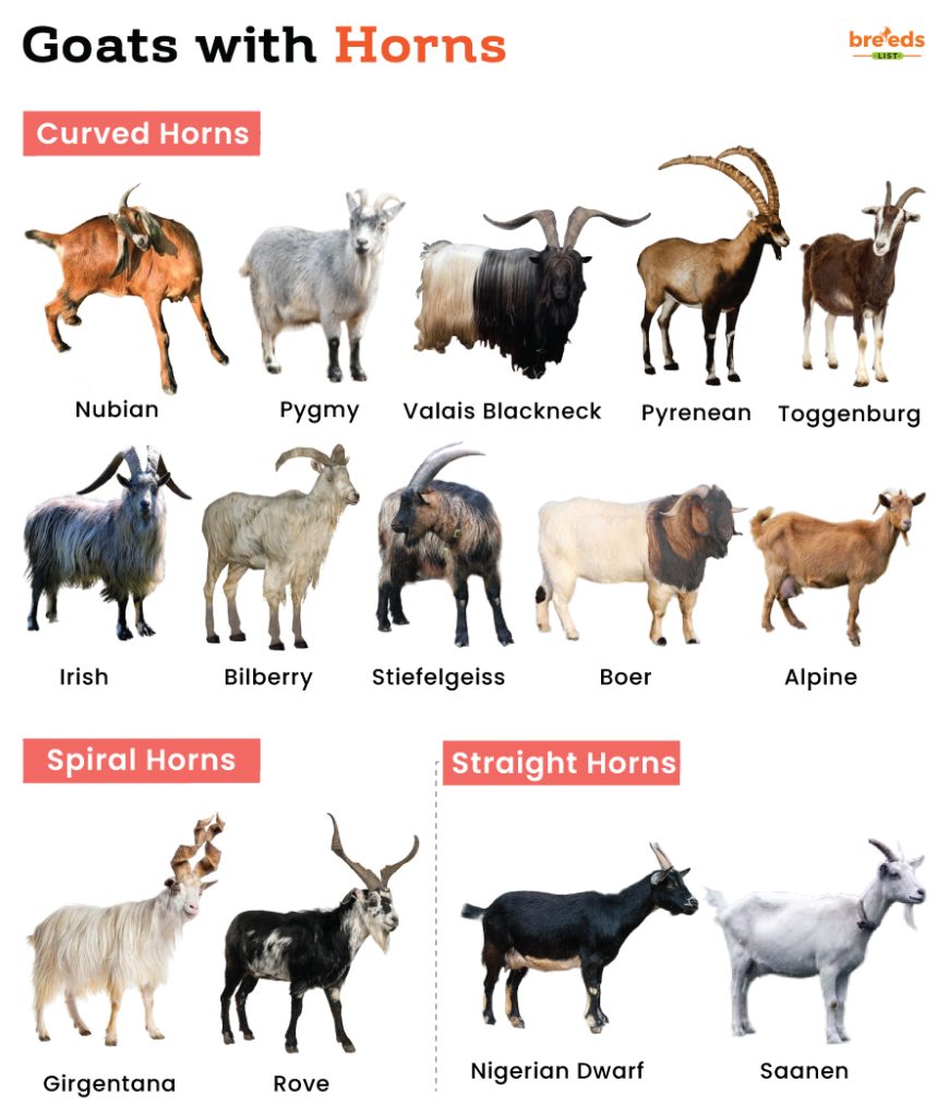 Goats with Horns