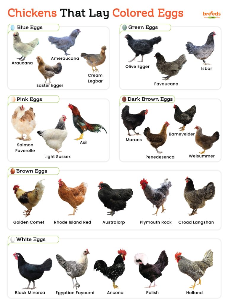 Chickens that Lay Colored Eggs