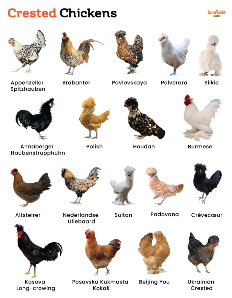 Crested Chickens with Hair on Head