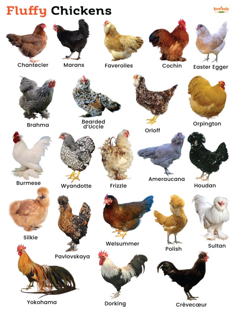 Fluffy Chickens